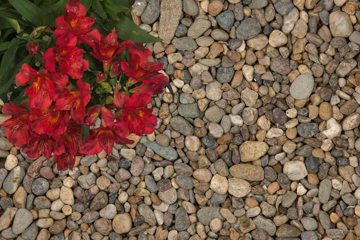 a grey coloured sample of decorative stone with a green and red plant