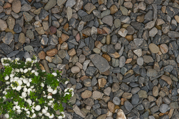 Grey coloured decorative stone with a green plant