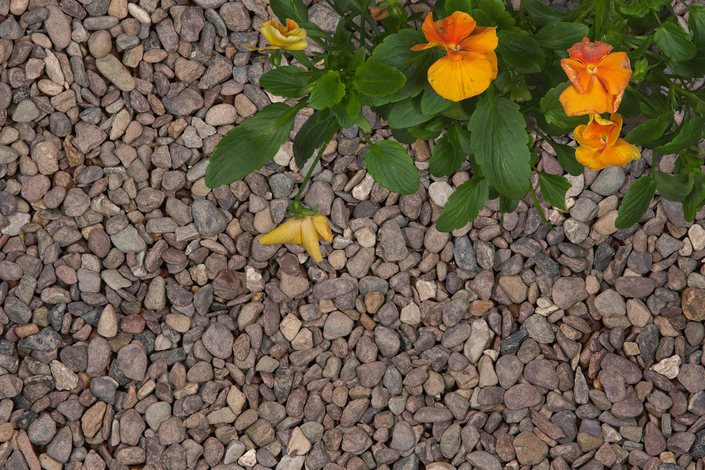 plum coloured decorative stone with orange flowers